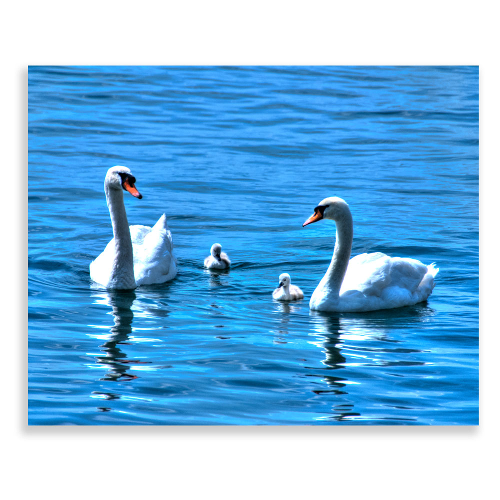 Swan Family Front View